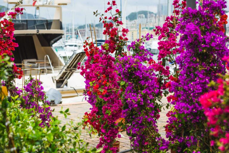 Yacht & Garden, alla Marina Genova mostra-mercato del giardino mediterraneo