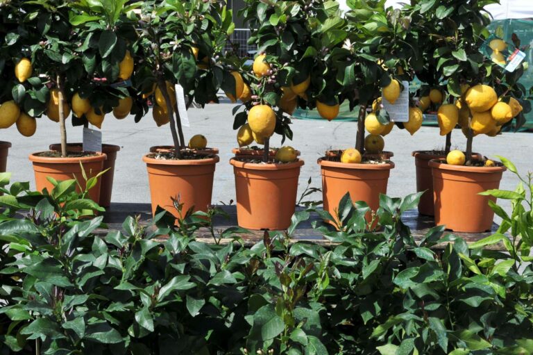 Gal Riviera dei Fiori: finanziati diversi progetti legati ad ambiente, pascoli e fiori locali