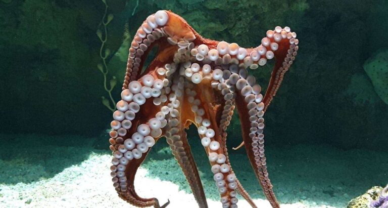 polpo gigante 2