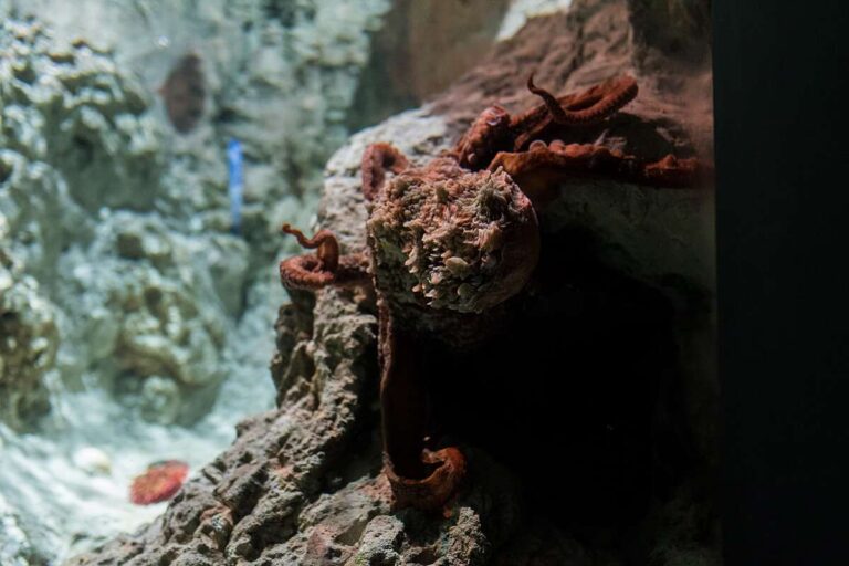 polpo gigante Pacifico AcquariodiGenova DSC_4508