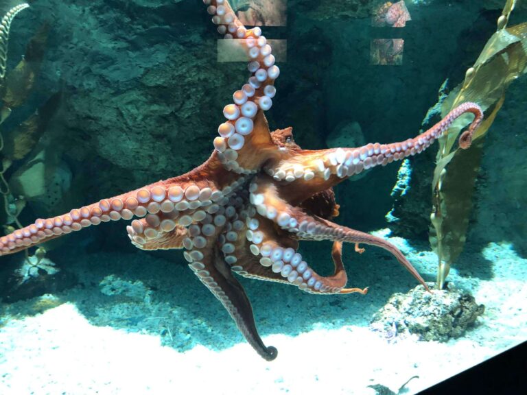 Acquario di Genova, caccia al nome del polpo gigante