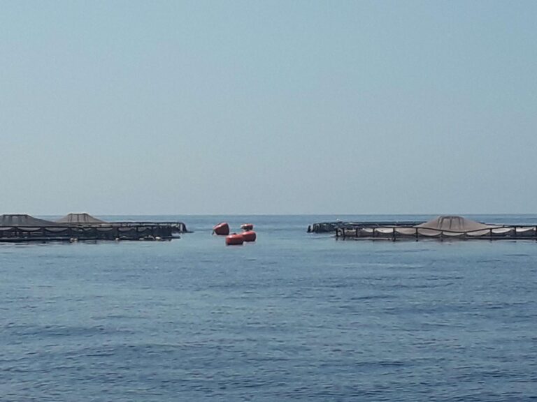 Acquacoltura offshore, studio Distav conferma sostenibilità e benessere animale