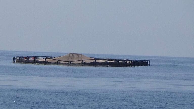 Acquacoltura sostenibile, aspetti ambientali ed economici: diretta su Linkedin il 21 febbraio