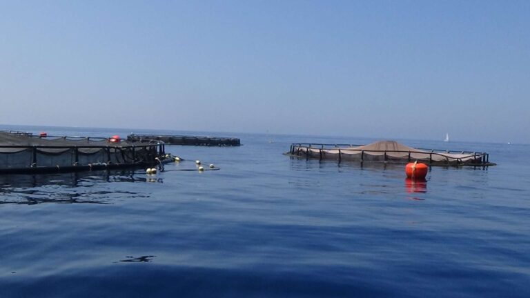 Itticoltura, Coldiretti: «Aumento dei canoni demaniali è insostenibile per le imprese»