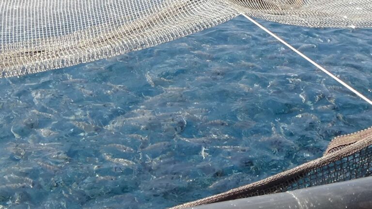 Pesca: Regione Liguria migliore in Italia per maggiore performance di spesa impegnata