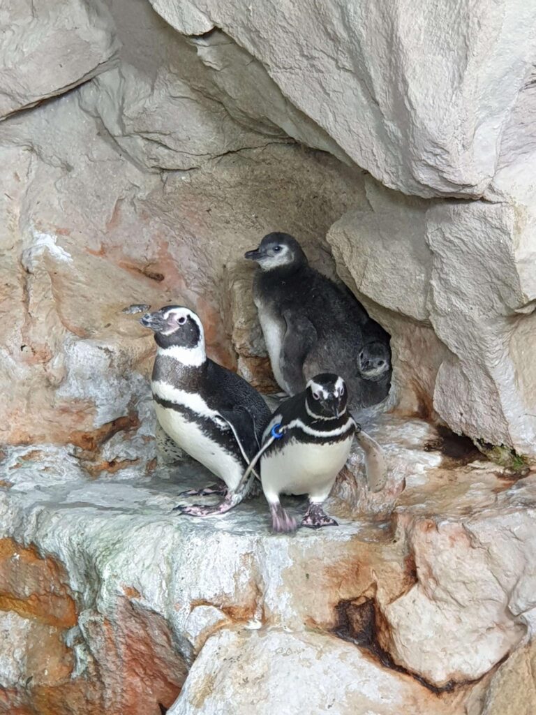 Pulcini cova gemellare_2019_161332