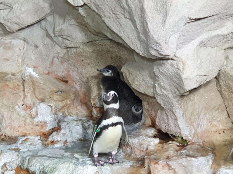 Pulcini cova gemellare_2019_161343