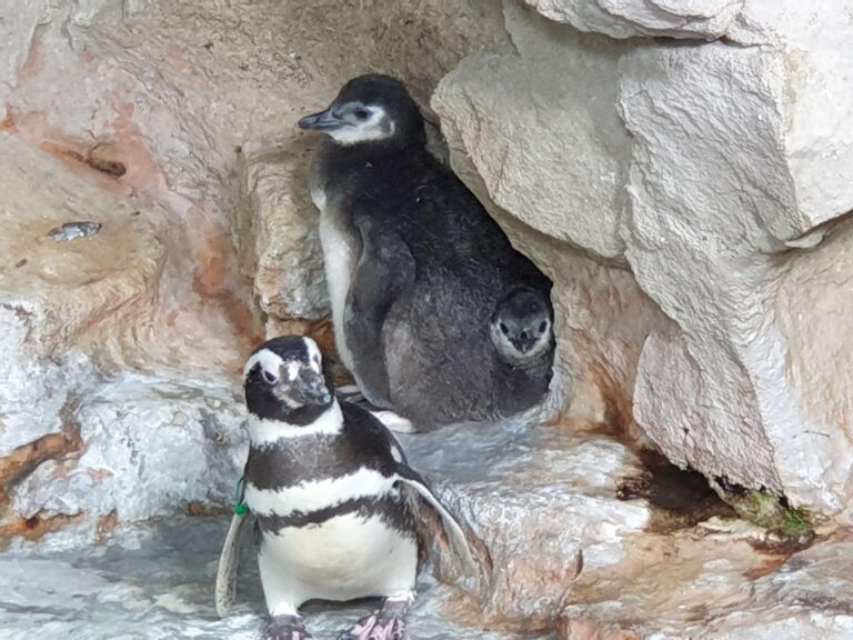 Acquario di Genova: tre fiocchi nella vasca dei pinguini