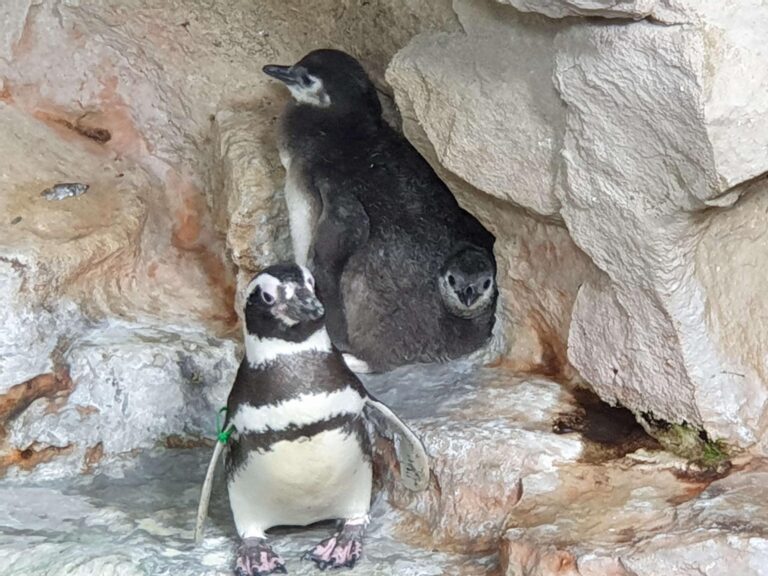 Pulcini cova gemellare_2019_161352