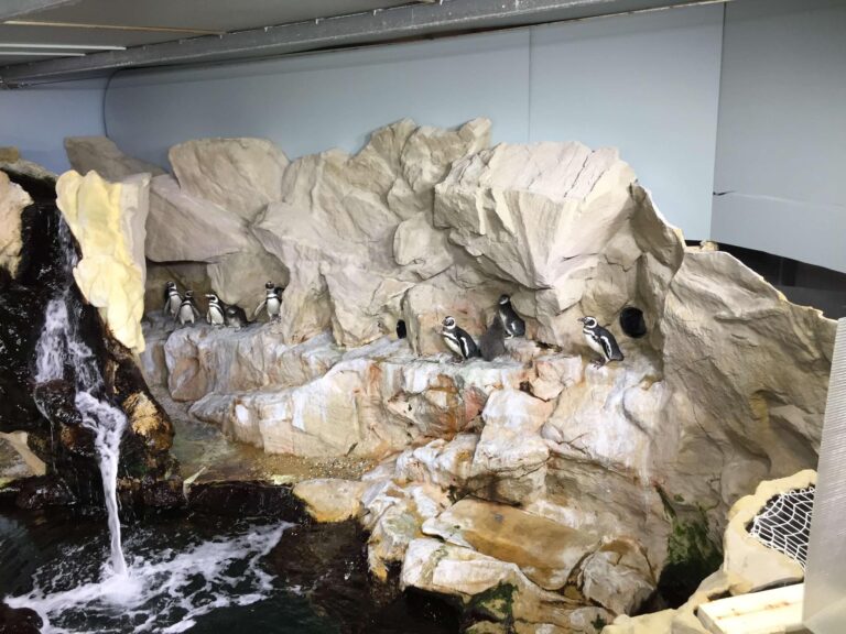 Pulcini fuori dai nidi_2019_IMG_5799