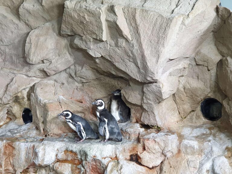 Pulcino di Magellano_2019_120314