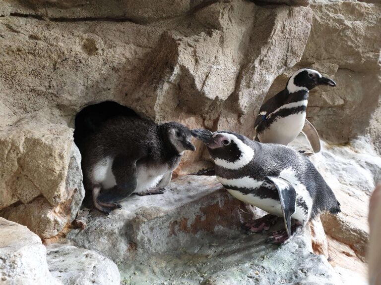 Pulcino di Magellano_2019_120847