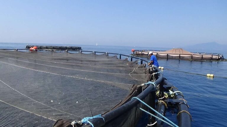 Itticoltura, Aqua di Lavagna è ripartita dopo la mareggiata e amplia il business