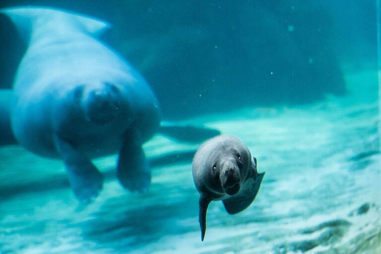 Genova: Acquario, fiocco rosa nella vasca dei lamantini