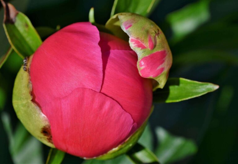 Istituto regionale per la floricoltura: la ricerca sulla peonia avvicina Sanremo a Pechino