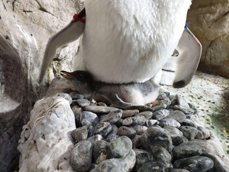 pulcino pinguino papua Acquario di Genova s9 2