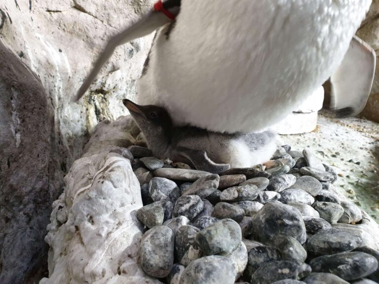 pulcino pinguino papua Acquario di Genova s9 3