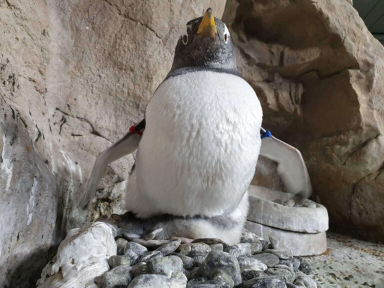 pulcino pinguino papua Acquario di Genova s9 5