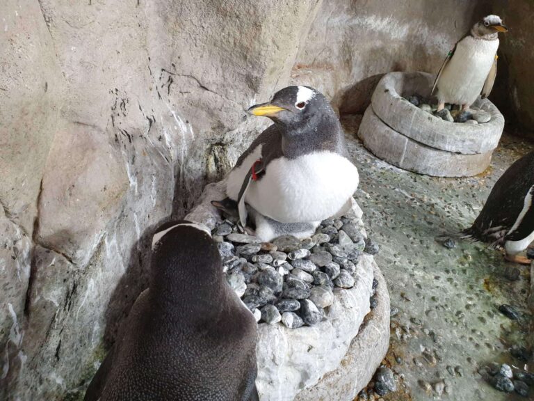 pulcino pinguino papua Acquario di Genova s9 7