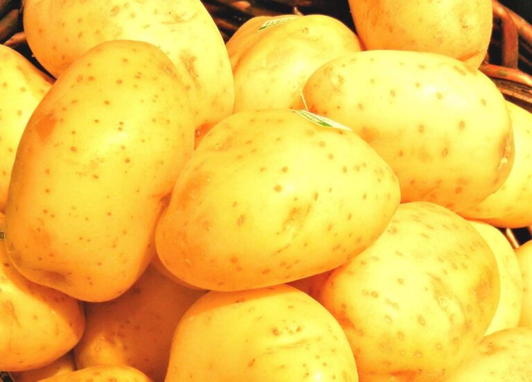 Biodiversità: la patata Quarantina Bianca verso la registrazione all’Anagrafe nazionale