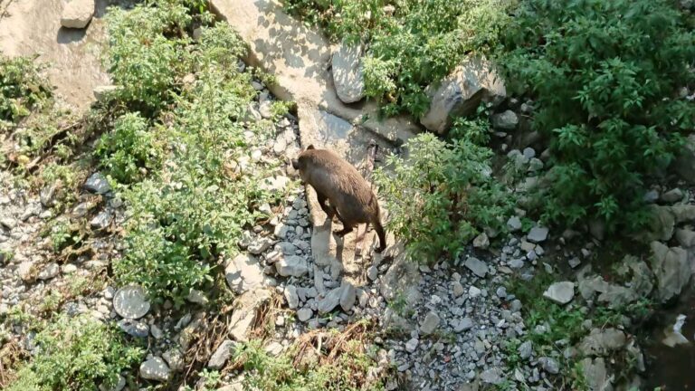 Peste suina, i casi sono 14 in Liguria. Piana: «Serve la nomina del commissario Ferrari»