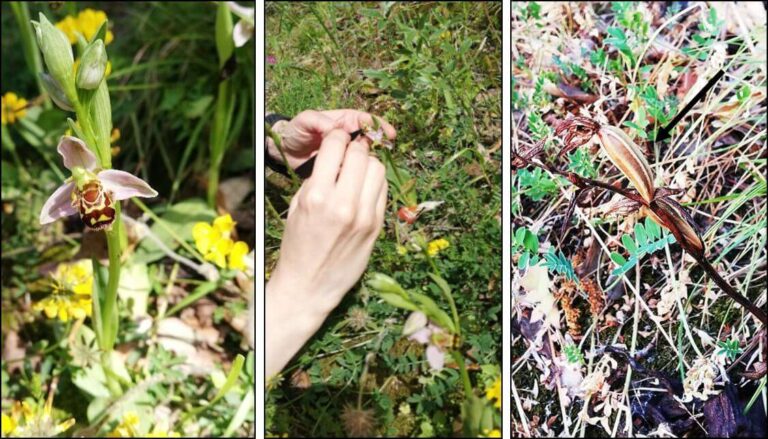 Orchidee spontanee, l’Unige prosegue nel progetto di ripristino delle praterie