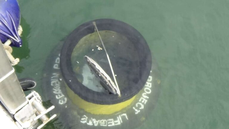 Seabin: il Porto Antico raddoppia il “cestino” che raccoglie i rifiuti galleggianti