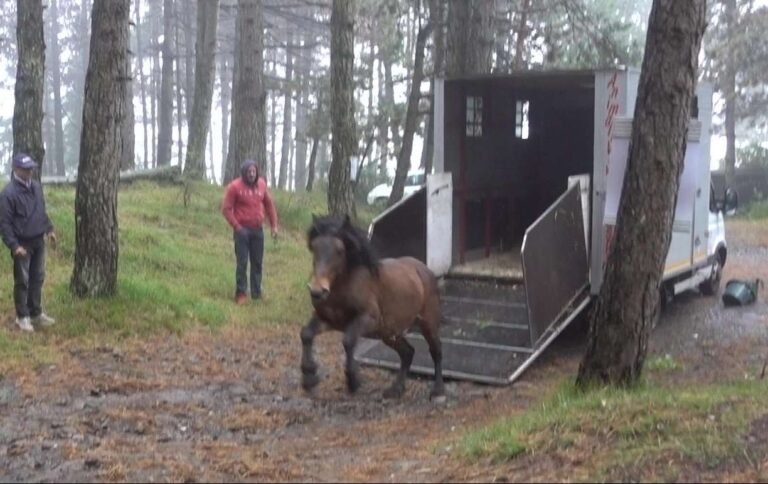 Cavalli selvaggi dell’Aveto, scoperto stallone in macello locale