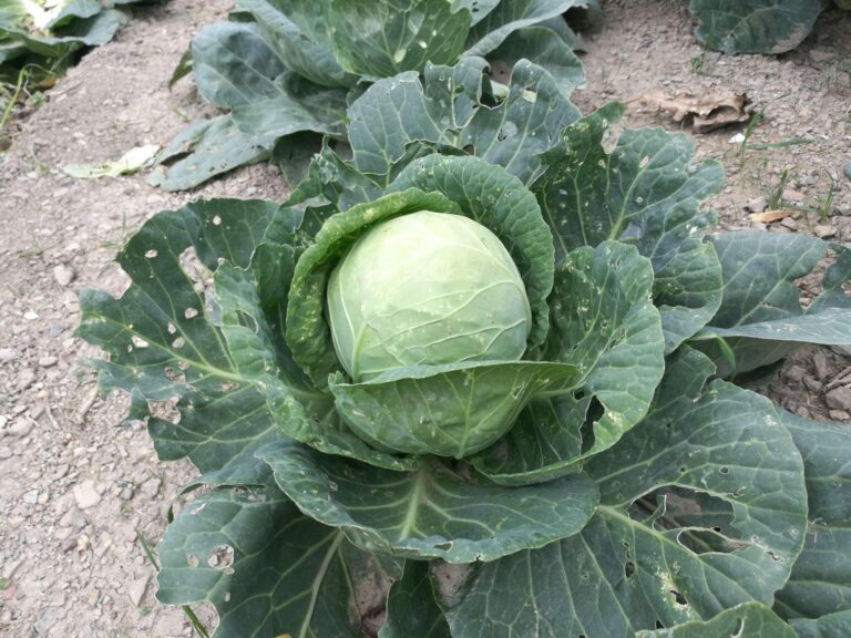 Genova: Liguria Genuina apre un nuovo punto vendita in via Brignole De Ferrari