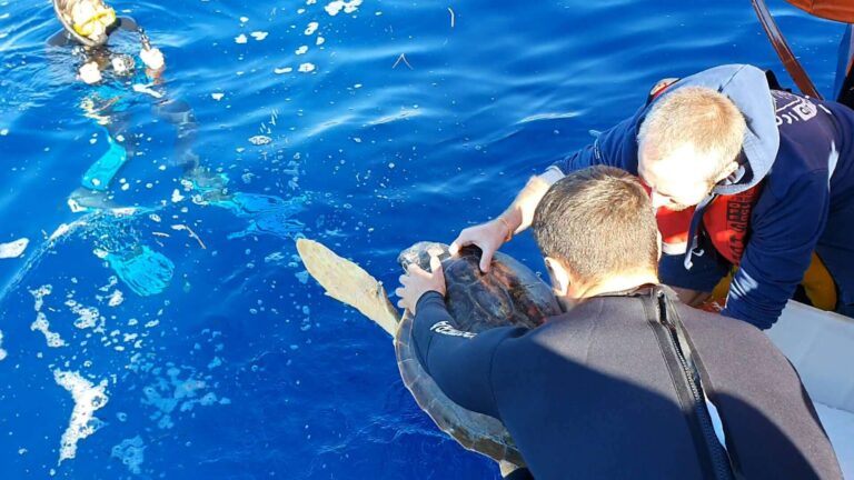 Caretta caretta rilasciata in mare dopo cure all’Acquario di Genova