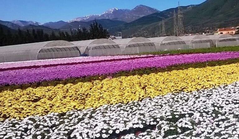 Ibridi migliorati in floricoltura, esercitazione del progetto Breednet il 25 ottobre
