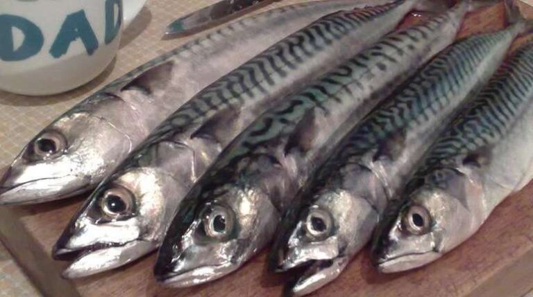 Sgombri alle erbe aromatiche