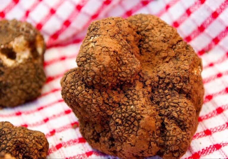 Genova: al via Tartufando, degustazioni e iniziative nell’area di Sarzano