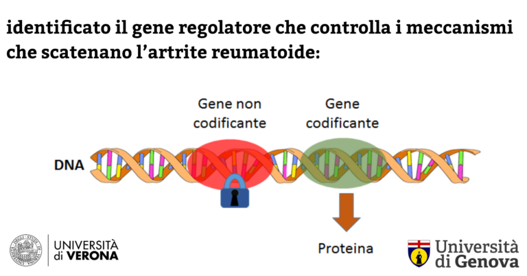 gene identificato artrite UniGe UniVr