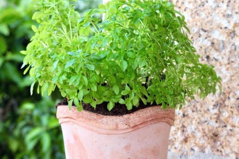 Passaporto Verde, Alberto (Florovivaisti Italiani): «Ancora troppe  incertezze e adempimenti a carico dei produttori»