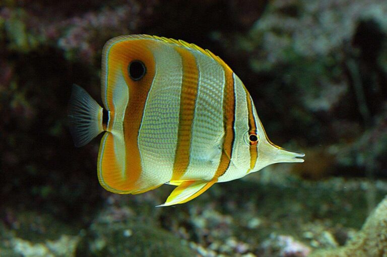 Carnevale nel mondo Acquariovillage