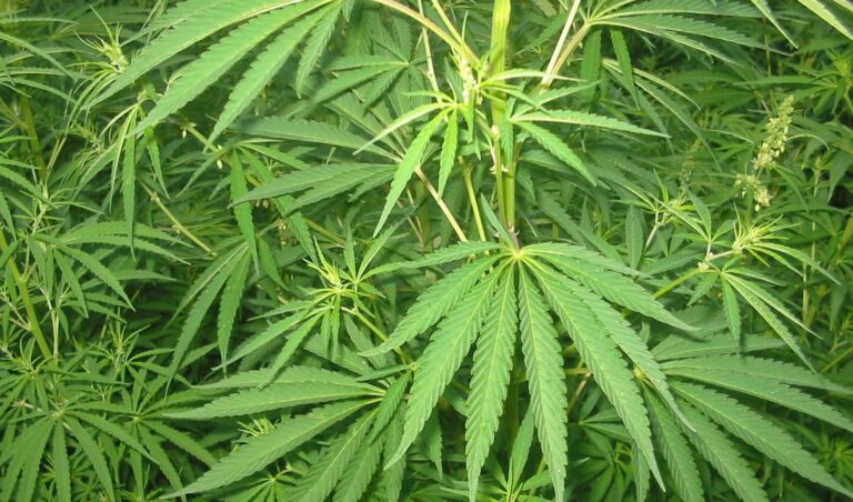 Genova, 20 aprile: manifestazione per legalizzare la cannabis