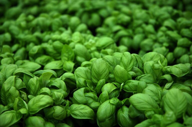 Il basilico genovese Dop fa scuola: la filiera ligure si forma con un corso d’eccellenza