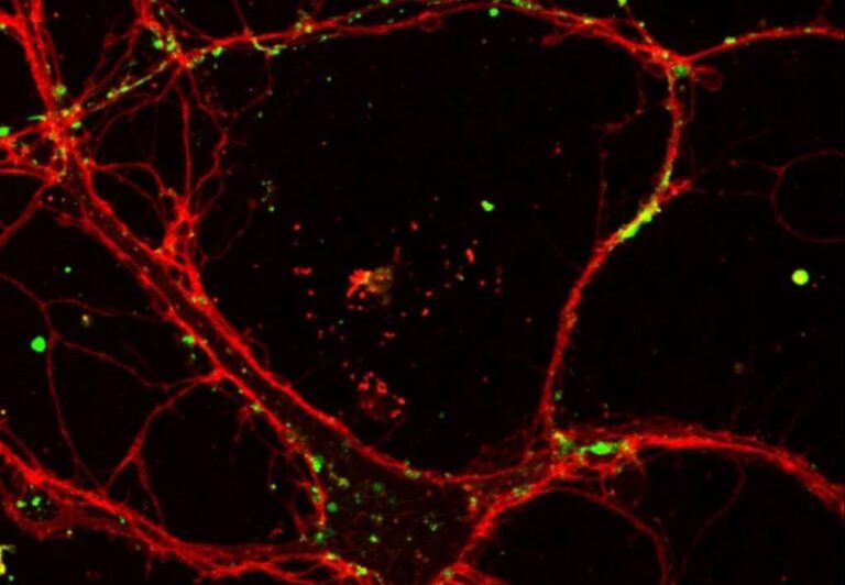 Iit: nuova molecola per studiare il cervello con la luce