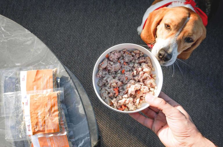 Consegne a domicilio, Dog Heroes estende il servizio anche a Genova