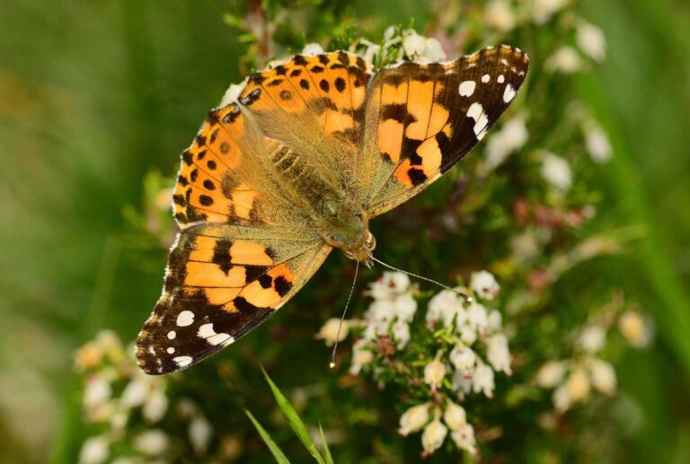 Il Parco del Beigua lancia il primo blitz virtuale nella natura