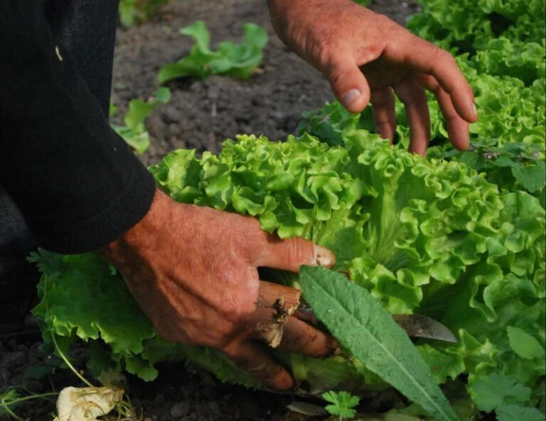 Legacoop Liguria rilancia su pesca e agricoltura
