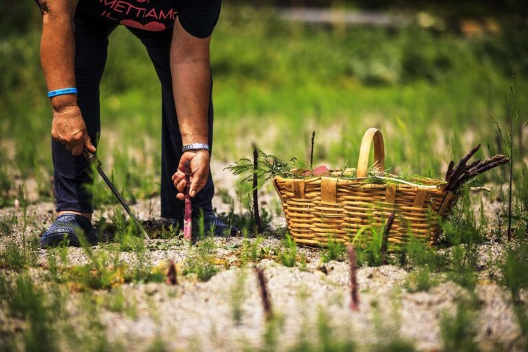 AsparagoVioletto-9166