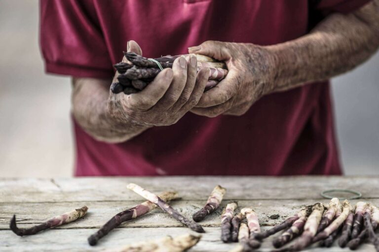 AsparagoVioletto-9611