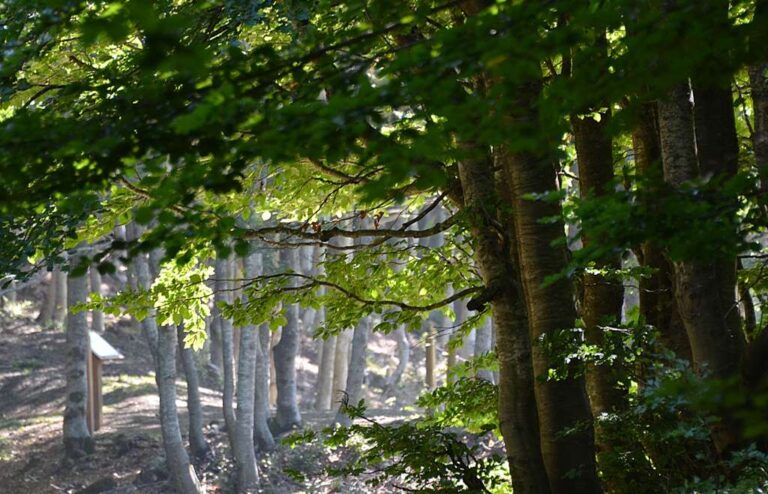 Valli Parco Aveto: nel fine settimana “natur yoga”, “forest bathing” e “forest coaching”