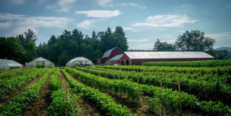 Agricoltura biologica, Piana: «Richiesti premi annui maggiori»