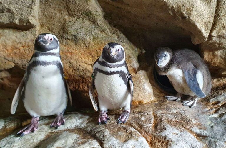 Nuove nascite all’Acquario di Genova che accoglie due pinguini Magellano
