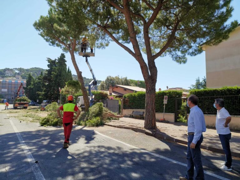 Andora, al via il taglio di alberi su tutto il territorio comunale
