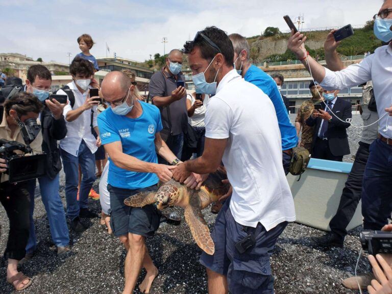 Rilascio Caretta caretta 01.07.2020_115409