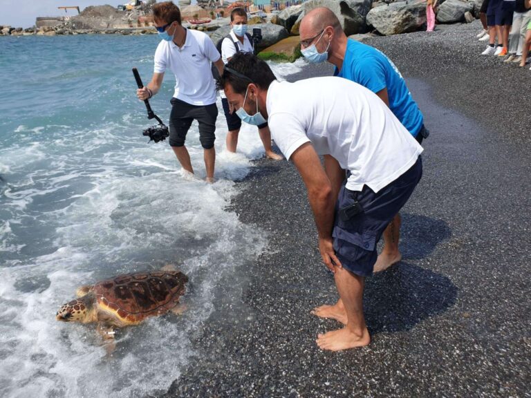 Rilascio Caretta caretta 01.07.2020_115423